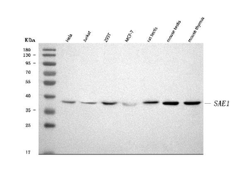 SAE1 Antibody