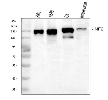 INF2 Rabbit Polyclonal Antibody
