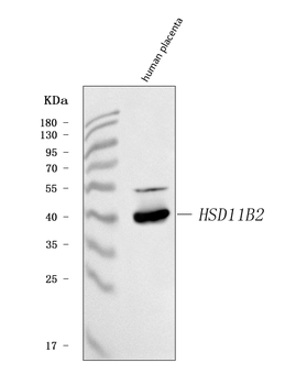 HSD11B2 Rabbit Polyclonal Antibody