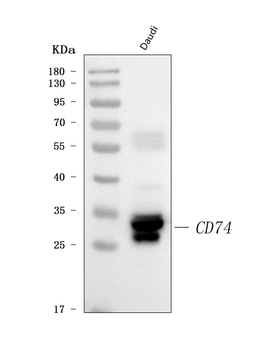 CD74 Antibody