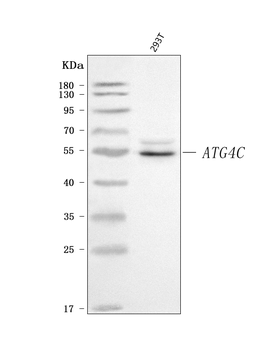 ATG4C Rabbit Polyclonal Antibody