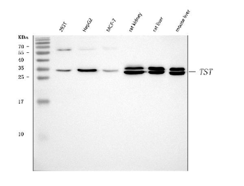 TST Antibody