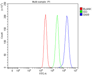 SH3PX1/SNX9 Rabbit Polyclonal Antibody