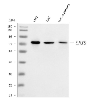 SH3PX1/SNX9 Rabbit Polyclonal Antibody
