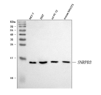 Sm-D3/SNRPD3/D3 Rabbit Polyclonal Antibody