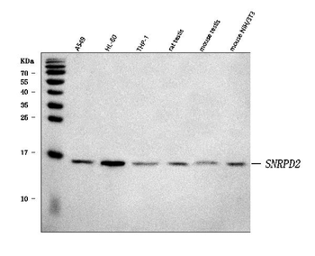 SNRPD2 Antibody