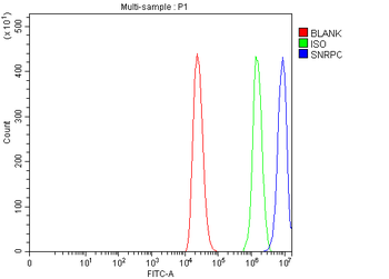 U1-C/SNRPC Antibody