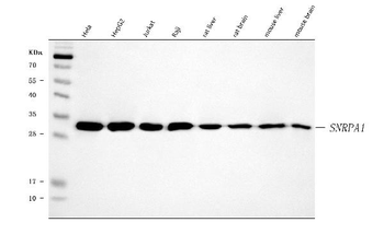SNRPA1 Antibody