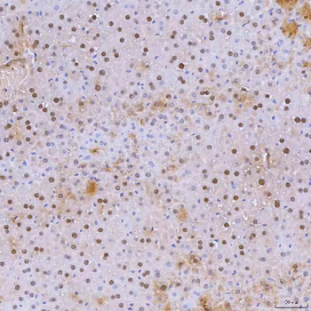 SNRNP40 Antibody