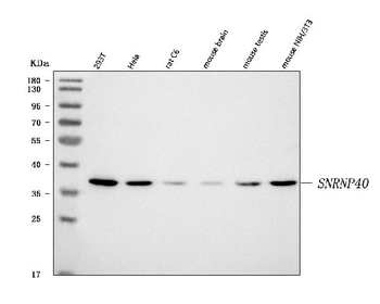 SNRNP40 Antibody