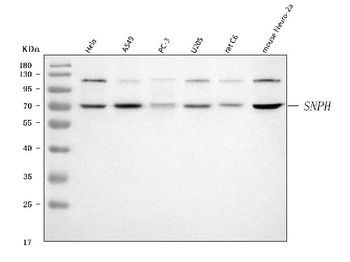 SNPH Rabbit Polyclonal Antibody