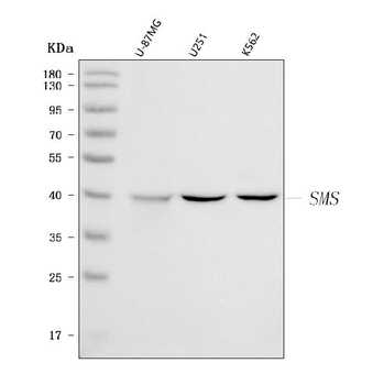 Spermine synthase/SMS Rabbit Polyclonal Antibody