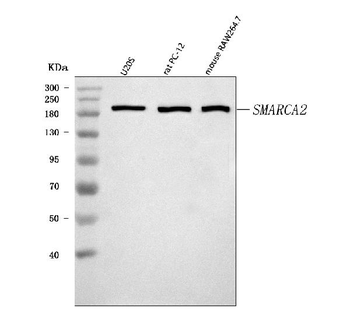 SMARCA2/BRM Antibody