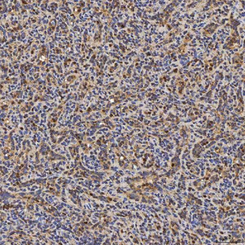 SLC25A24 Antibody
