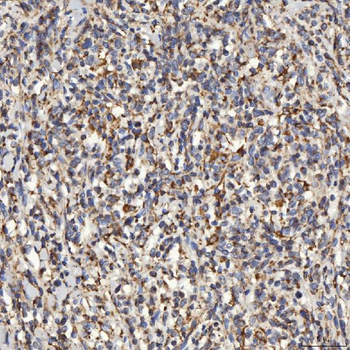 SLC25A24 Antibody
