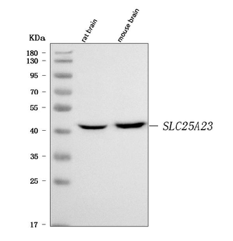 SLC25A23 Rabbit Polyclonal Antibody