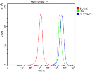 Citrin/SLC25A13 Antibody