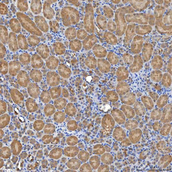 SLC20A1 Antibody