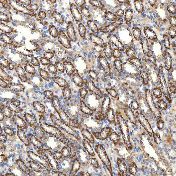 SLC20A1 Antibody