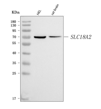 VMAT2/SLC18A2 Rabbit Polyclonal Antibody