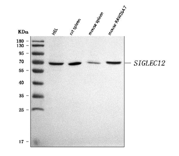 SIGLEC12 Rabbit Polyclonal Antibody