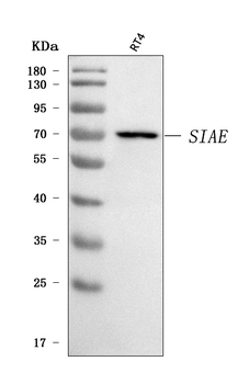 SIAE Antibody