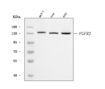 FGFR2 Rabbit Polyclonal Antibody