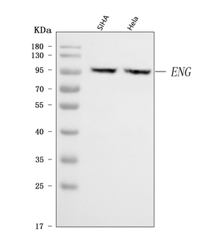 CD105/ENG Rabbit Polyclonal Antibody