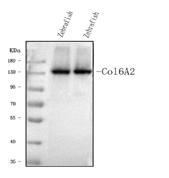 col6a2 Rabbit Polyclonal Antibody