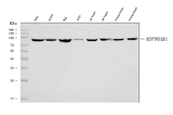 Hsp90 beta/HSP90AB1 Antibody (monoclonal, 7B7F5)