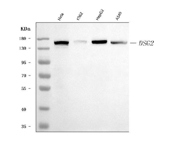 Desmoglein 2/DSG2 Mouse Monoclonal Antibody