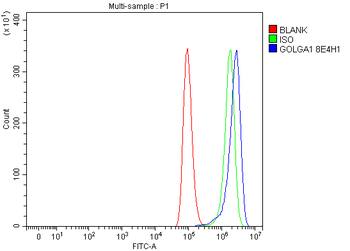 Golgin 97/GOLGA1 Mouse Monoclonal Antibody