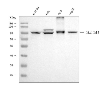 Golgin 97/GOLGA1 Mouse Monoclonal Antibody