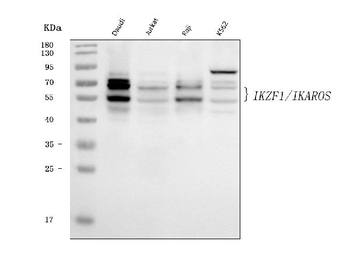 Ikaros/IKZF1 Mouse Monoclonal Antibody