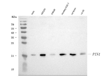 Pin1 Mouse Monoclonal Antibody