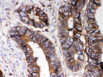 Goat Rabbit IgG (H+L) Secondary Antibody, Biotin Conjugated