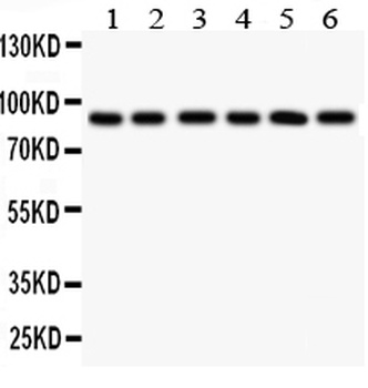 Toll-like receptor 1 TLR1 Rabbit Polyclonal Antibody