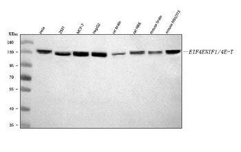 EIF4ENIF1 Rabbit Polyclonal Antibody