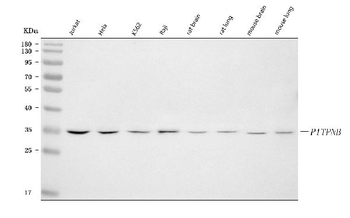 PITPNB Rabbit Polyclonal Antibody