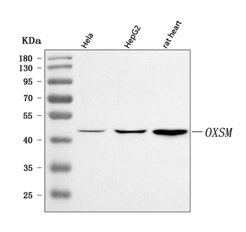 OXSM Rabbit Polyclonal Antibody