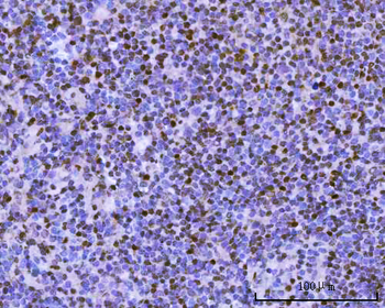 BSAP/PAX5 Rabbit Polyclonal Antibody