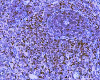 BSAP/PAX5 Rabbit Polyclonal Antibody