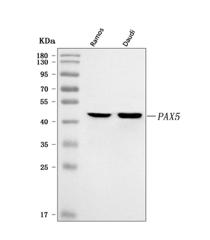 BSAP/PAX5 Rabbit Polyclonal Antibody
