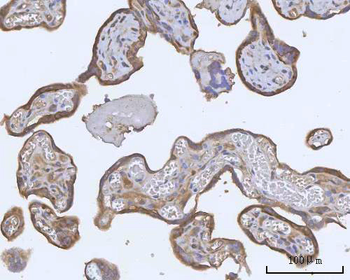 PACSIN2 Rabbit Polyclonal Antibody