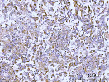 OSGIN1 Rabbit Polyclonal Antibody