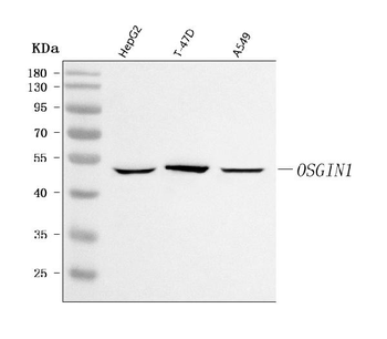 OSGIN1 Rabbit Polyclonal Antibody