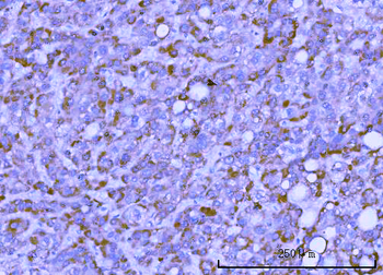 TMEM132B Rabbit Polyclonal Antibody