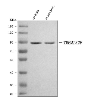 TMEM132B Rabbit Polyclonal Antibody