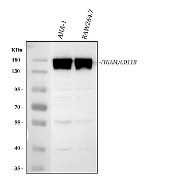 CD11B/Integrin Alpha M/Itgam Rabbit Polyclonal Antibody