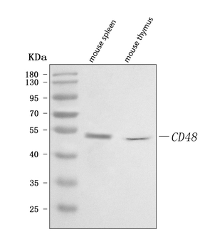 Cd48 Rabbit Polyclonal Antibody